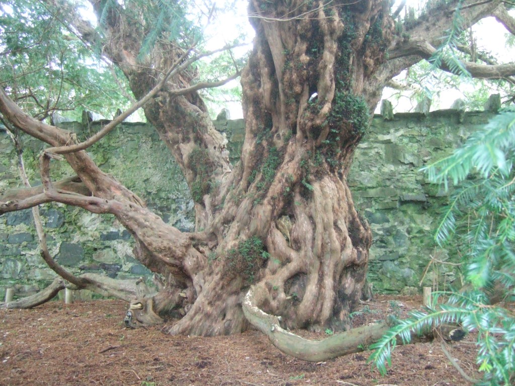 The Fortingall Yew tree
